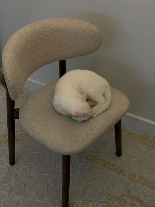 Котенок (мальчик)