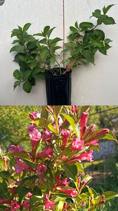 Гортензии  метельчатые  Вейгела