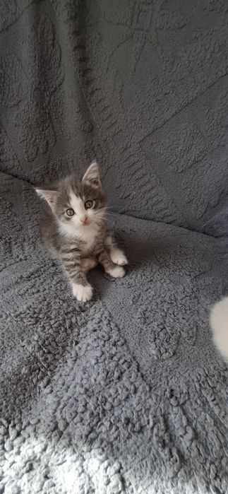 Отдаём в добрые руки котят