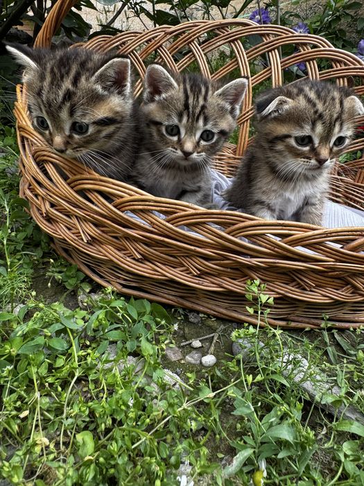 Вислоухие котята скотиш- страйт и скотиш-фолд