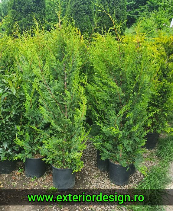 Chiparos Leylandii 1–4m ideal gard viu des, livrare rapidă + montaj