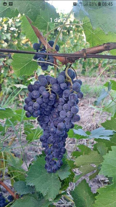 Butasi de vită de vie de anul 2 și de anul 3