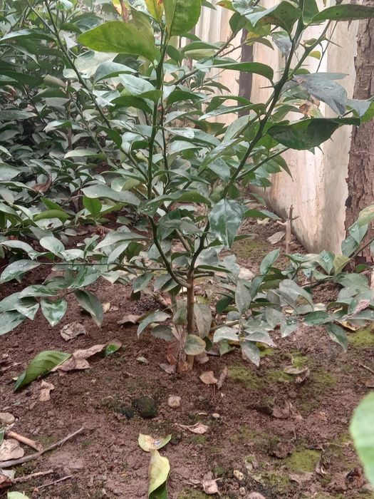 Limon Navi Miyer ko‘chatlari