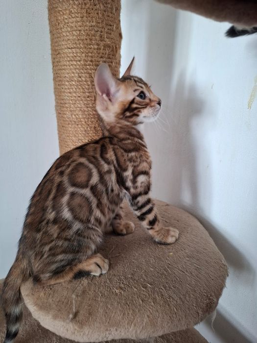 Продам бенгальского котенка. Девочка и мальчик.