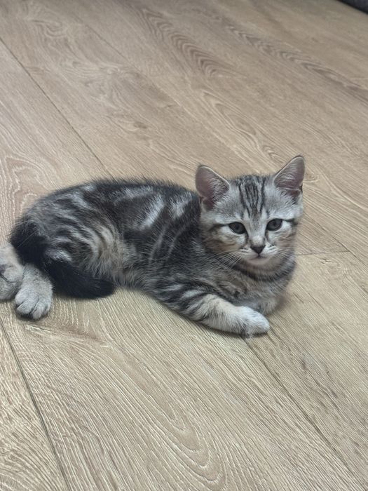 Продам котика,мальчик,2 месяца.