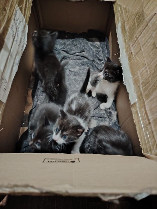 Отдам котят начинают кушать