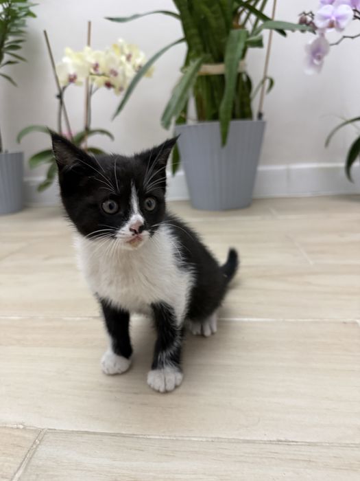 3 котенка БЕСПЛАТНО в хорошие руки, все мальчики