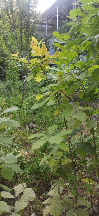 Дерево Дуб высота 1.5метр