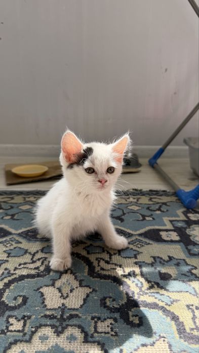 Котенок бесплатно