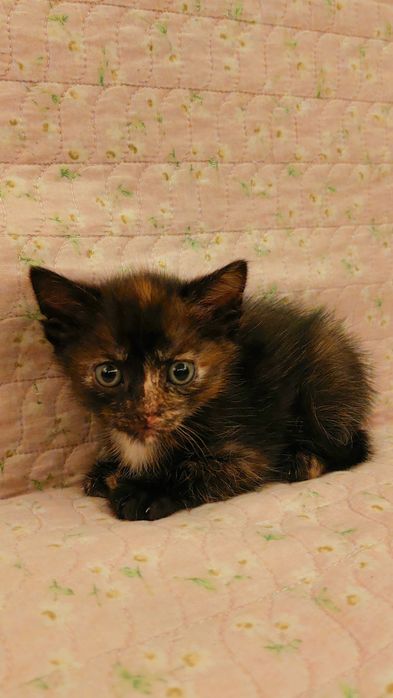 Отдам в добрые руки