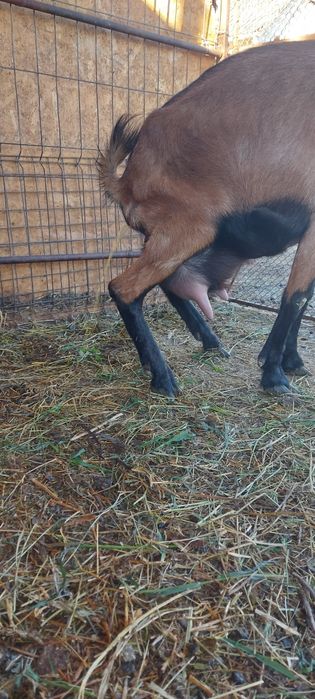 Capre iedute metis alpina franceza