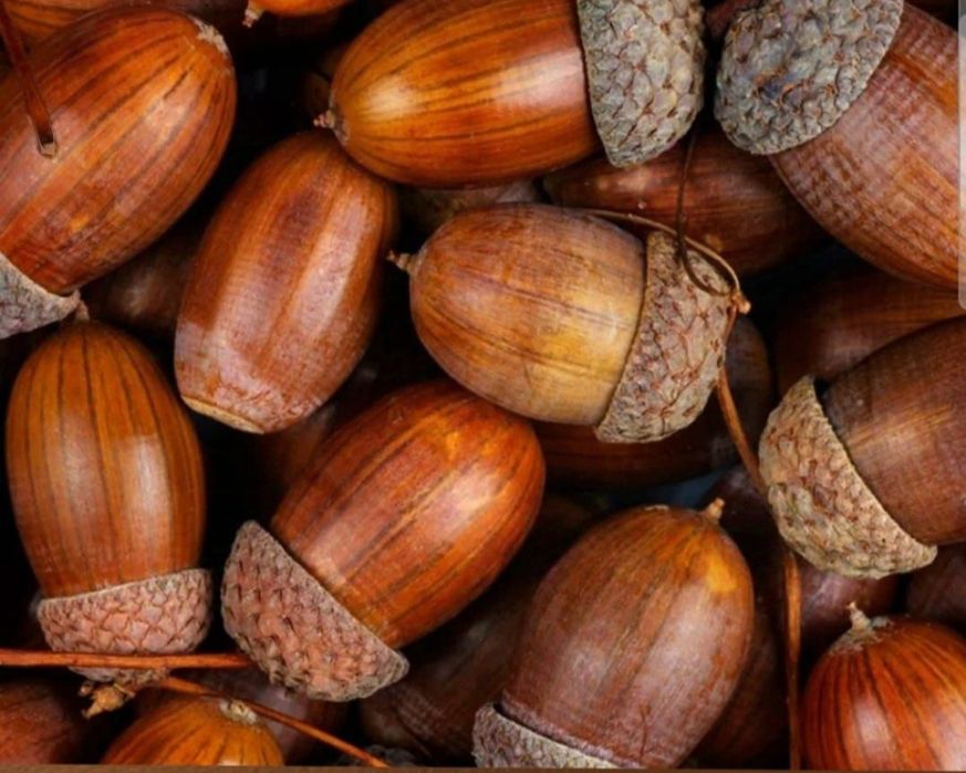 Eman daraxti urug'i, Eman, желуд, Dub,Dup, Narxi: 1kg-4000 so'm. Manz