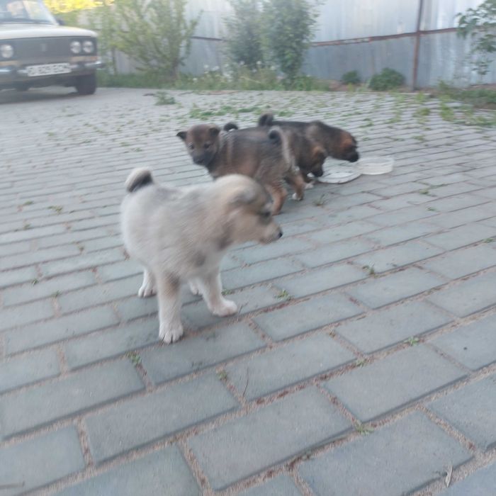 Продаются щенки лайки