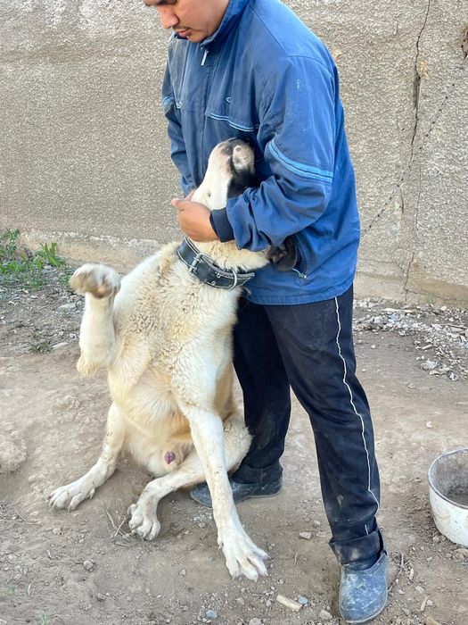 Күшік сатылады 6 айлық. Ит