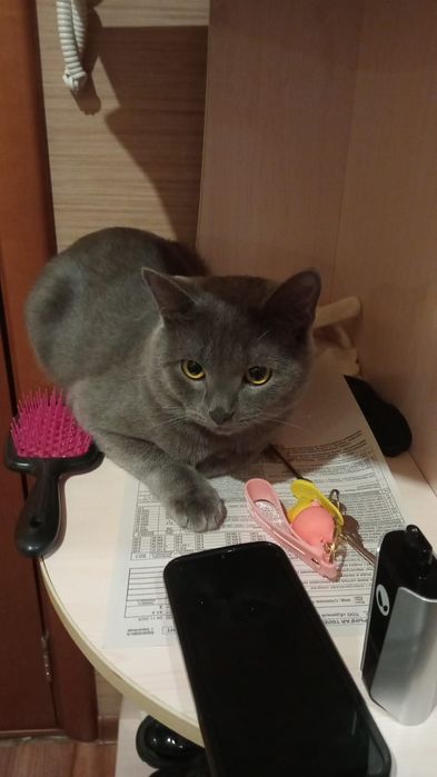 Британец кошка продаю