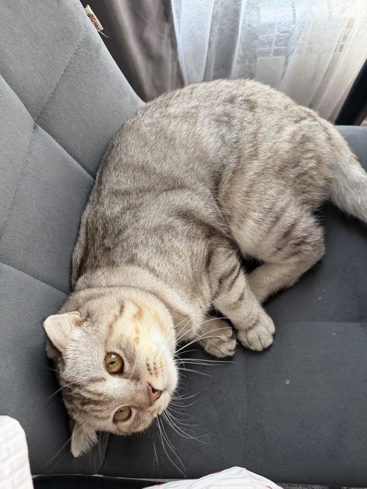 Кот, скоттиш фолд