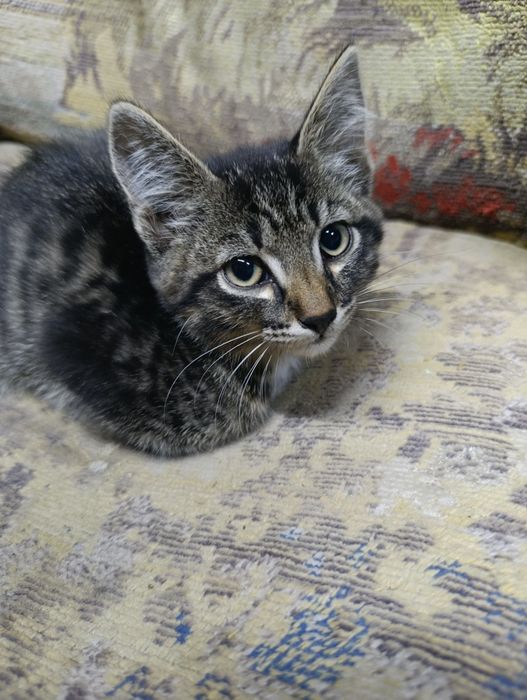 Отдам милейшего котенка
