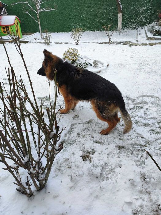 Продавам немска овчарка