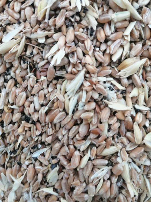 Продам зерноотходы сухие