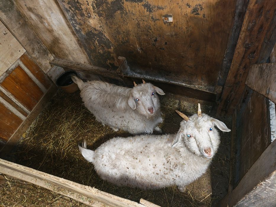 Ешкилер козы городе