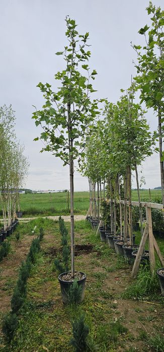 Platan - Salcam globular- Tei de floare - Catalpa globulara