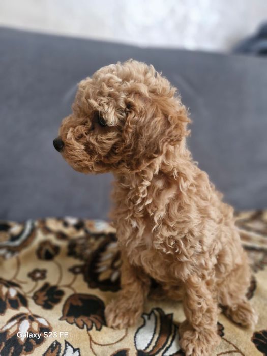 Щенки Той пудель