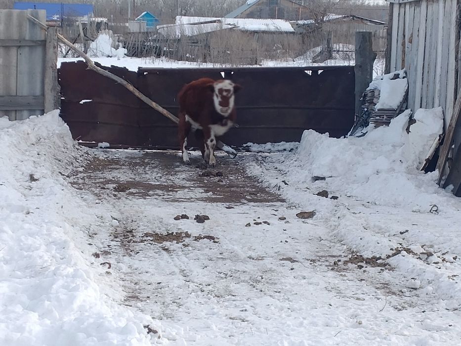 Продам теленка Срочно