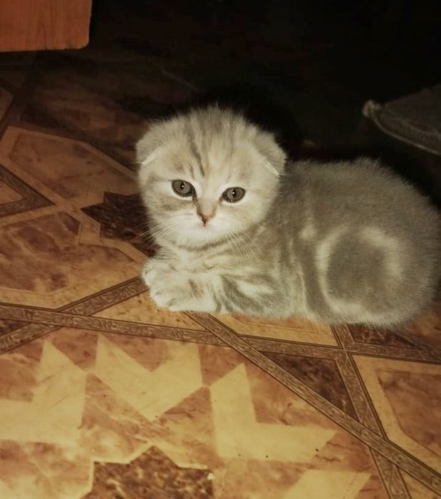 Продам котят скотиш