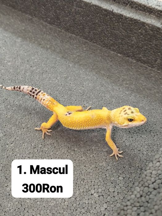 Soparla Gecko Leopard