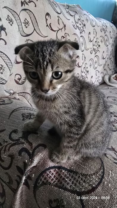 Отдам уличных котят - девочка, мальчик