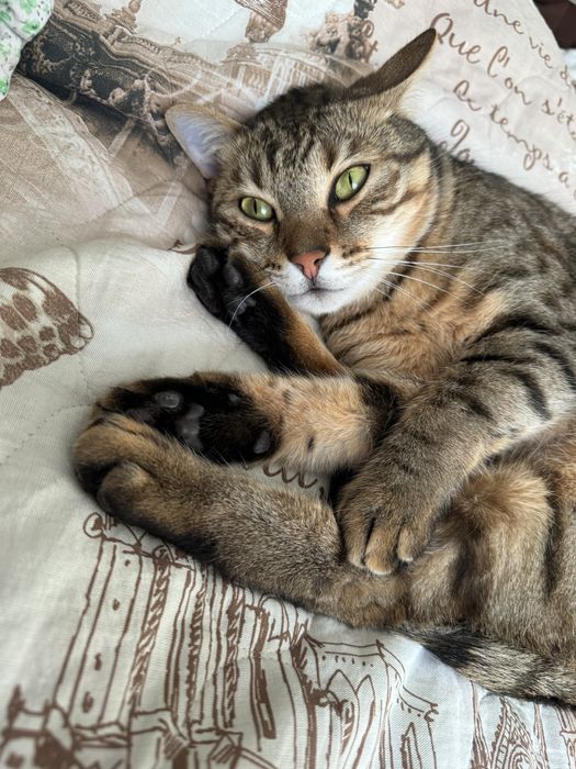 Передежка котов.