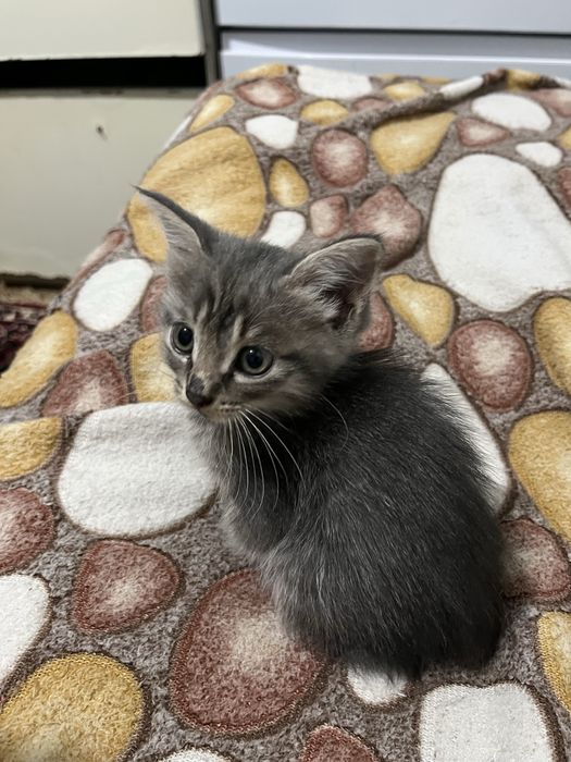 Котята в хорошие руки!