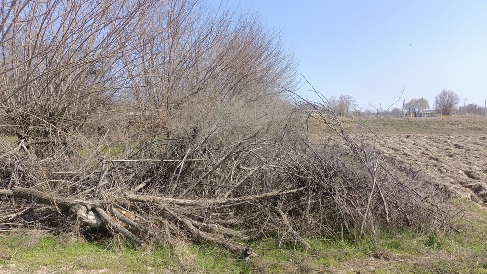 Ағаш отын тегін алып кету керек