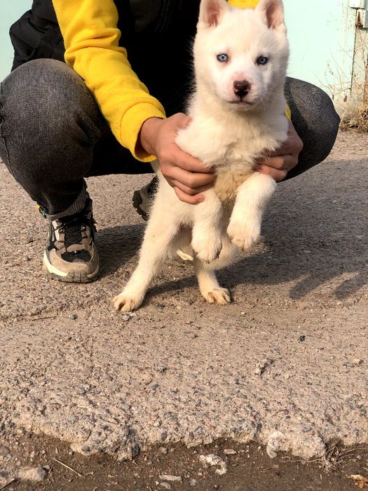 Продается щенок сибирского хаски