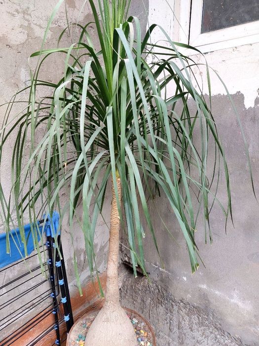 Налина продаёться