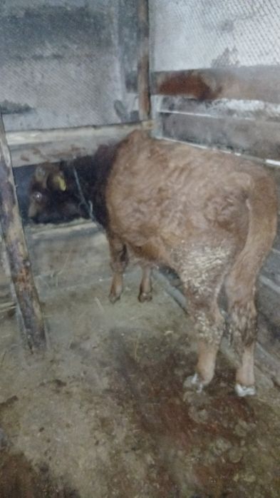 Продам бычок 7 месяц