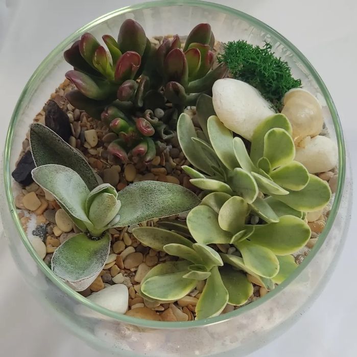 Флорариумы 'вечнозелёные сады'