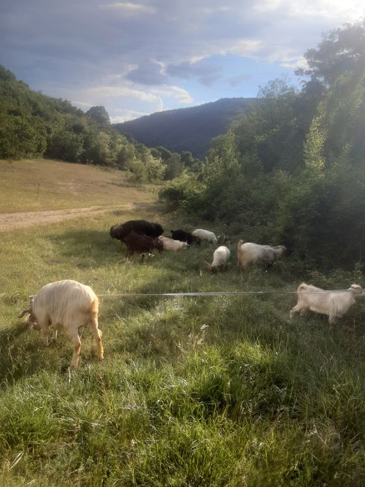 Capre, 2 oi și 2 țapi