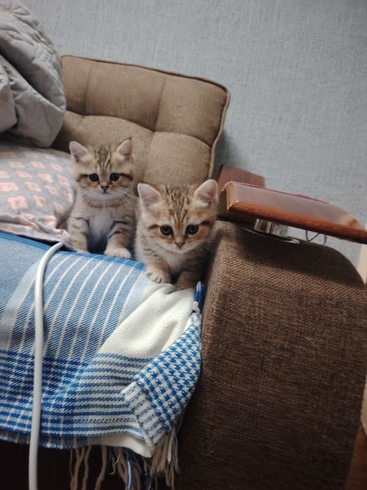 Котята британской шиншиллы