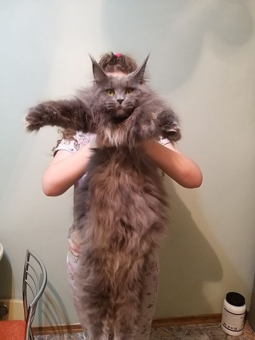 Кошка породы Мейн кун
