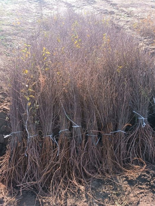 Сеянцы карагача (вяз)