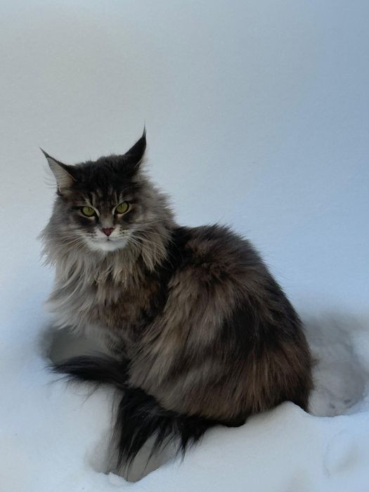 Котёнок метис мейн-кун