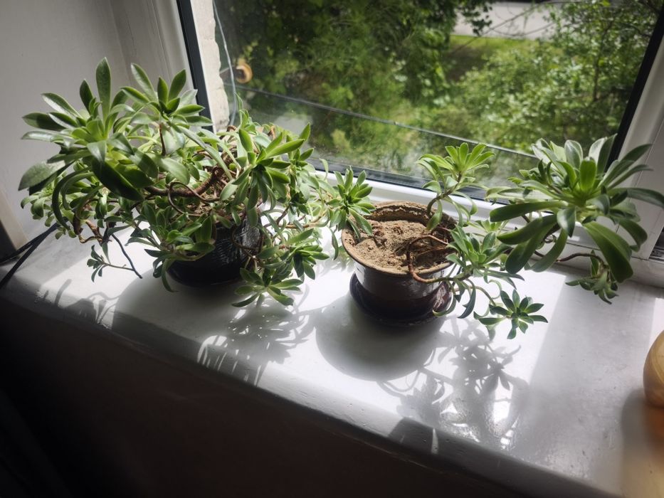 Цветы комнатные фиалки толстянка каланхоэ, эониум, спатифилум