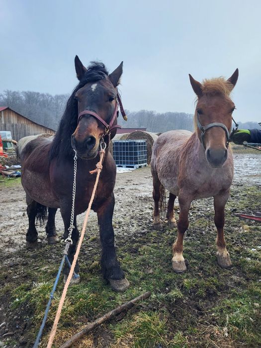 Vând armăsar de 10 ani