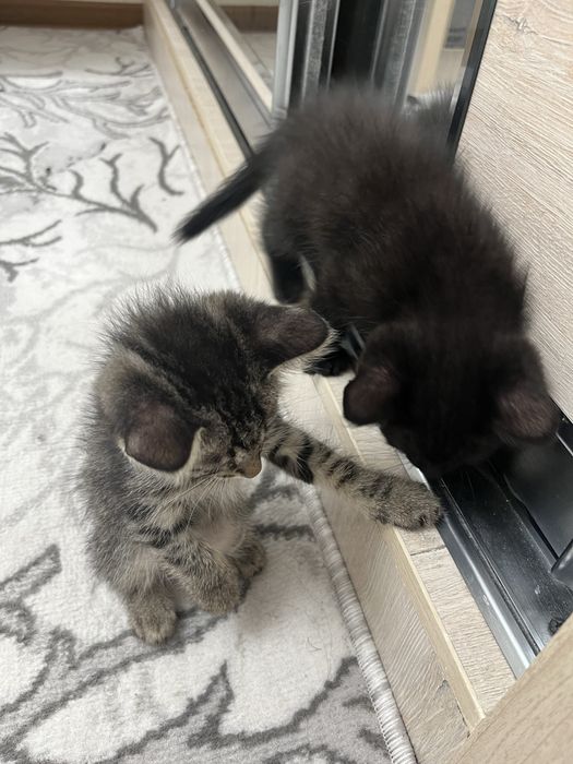 Котята отдам в добрые руки