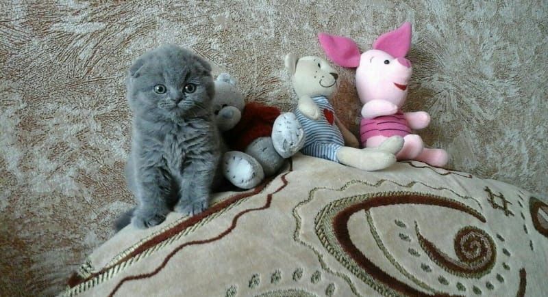 Шотландские вислоухие котята фолды