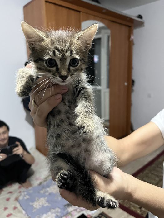 Отдам котят в хорошие руку
