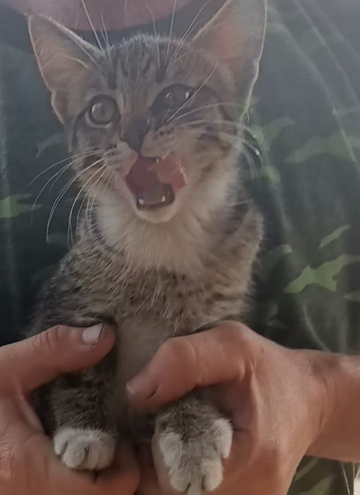 Отдам котенка мальчик в хорошие руки.