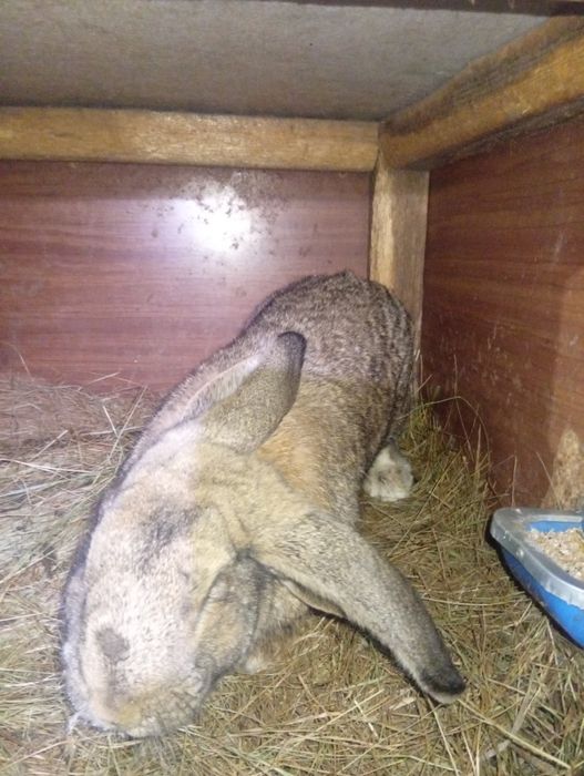 Кролики продаются