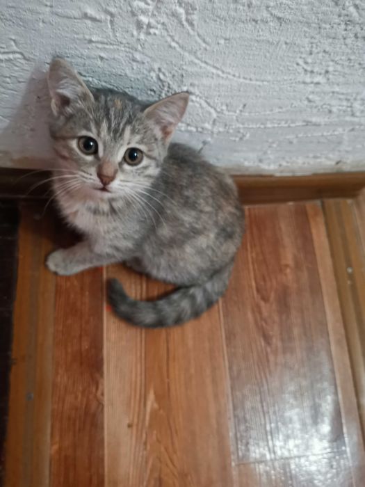 Котенок  маленькии